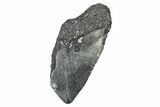 Partial, Fossil Megalodon Tooth - North Carolina #371546-1
